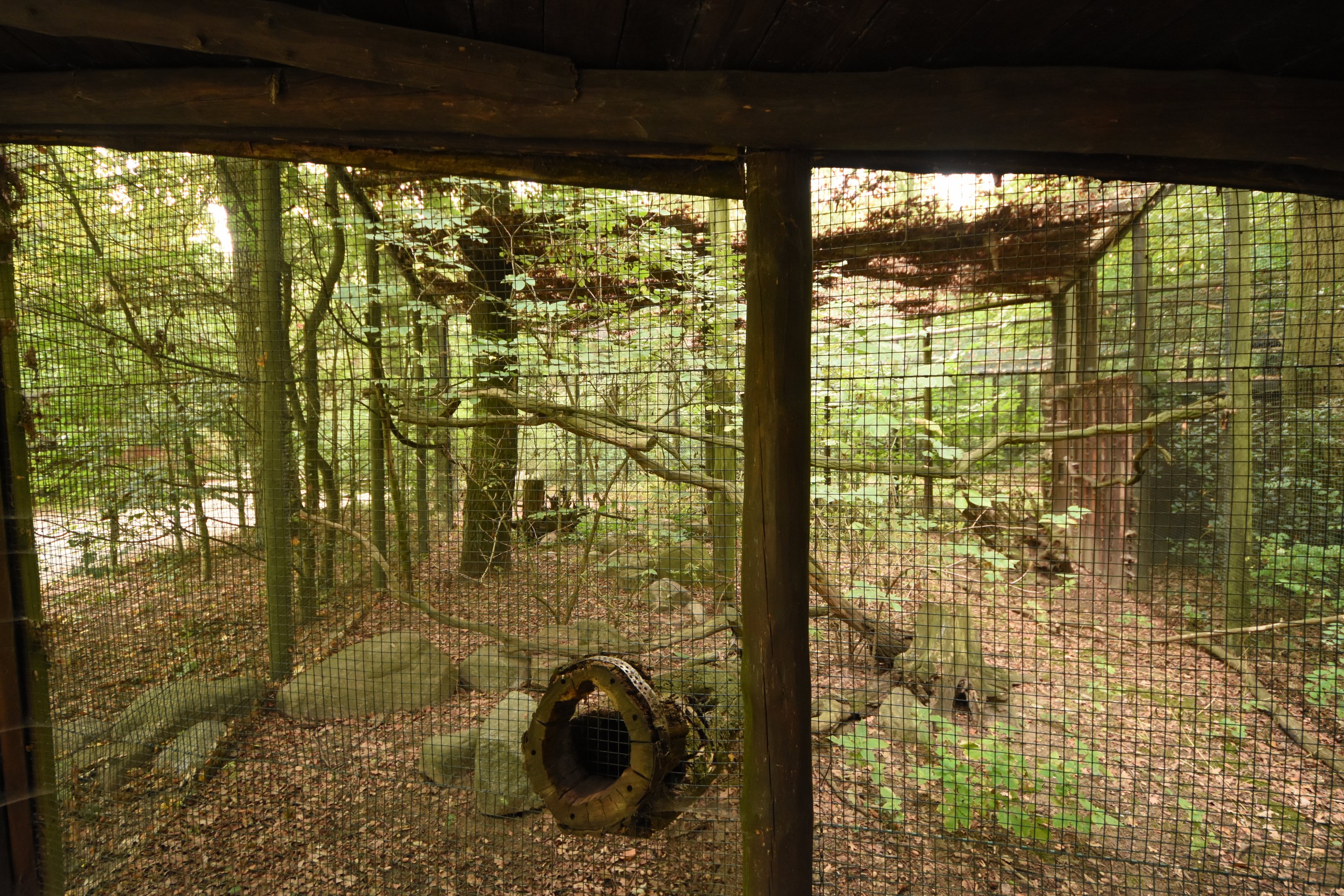 Rock squirrel enclosure under development