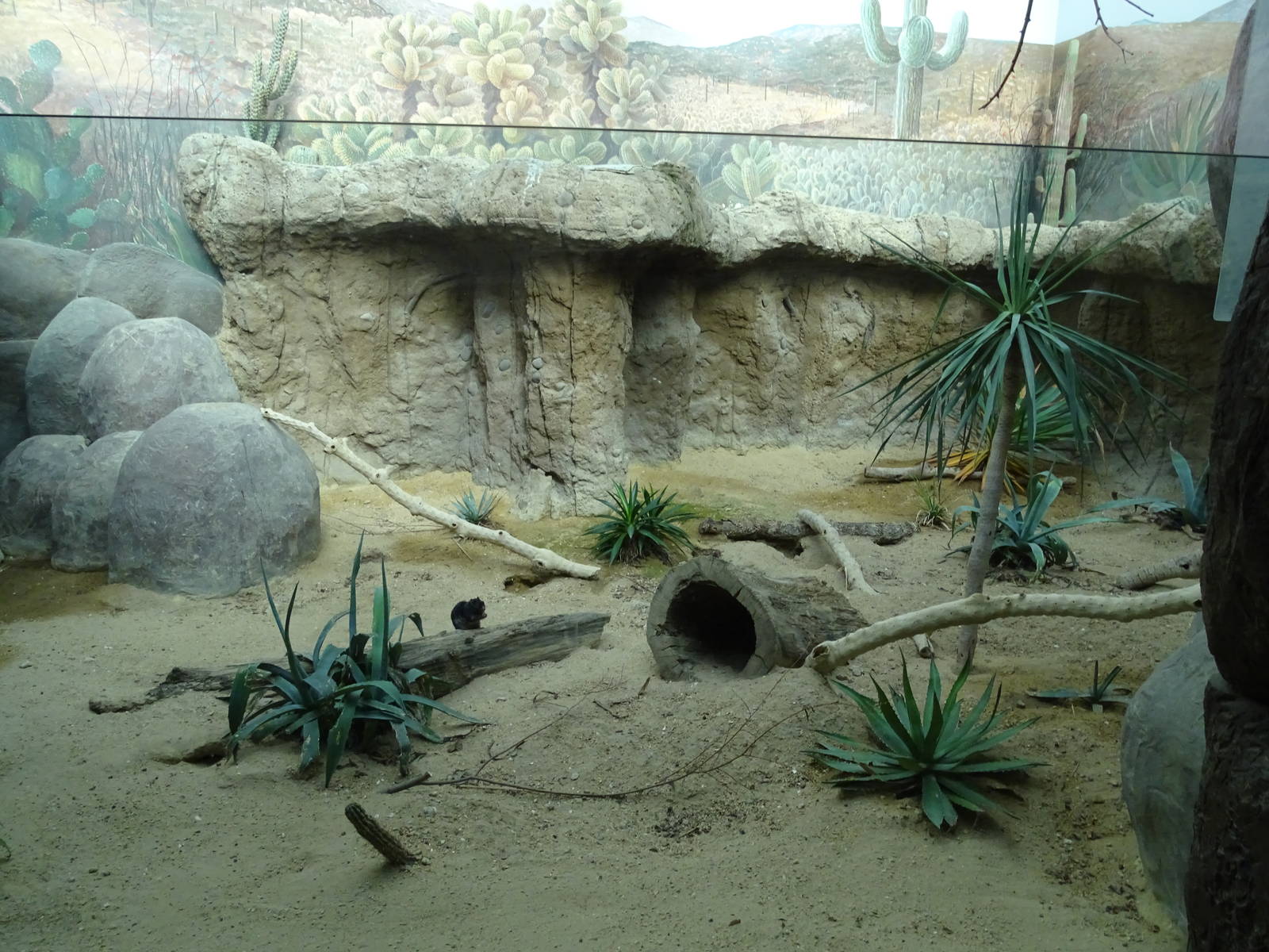 Rock squirrel enclosure