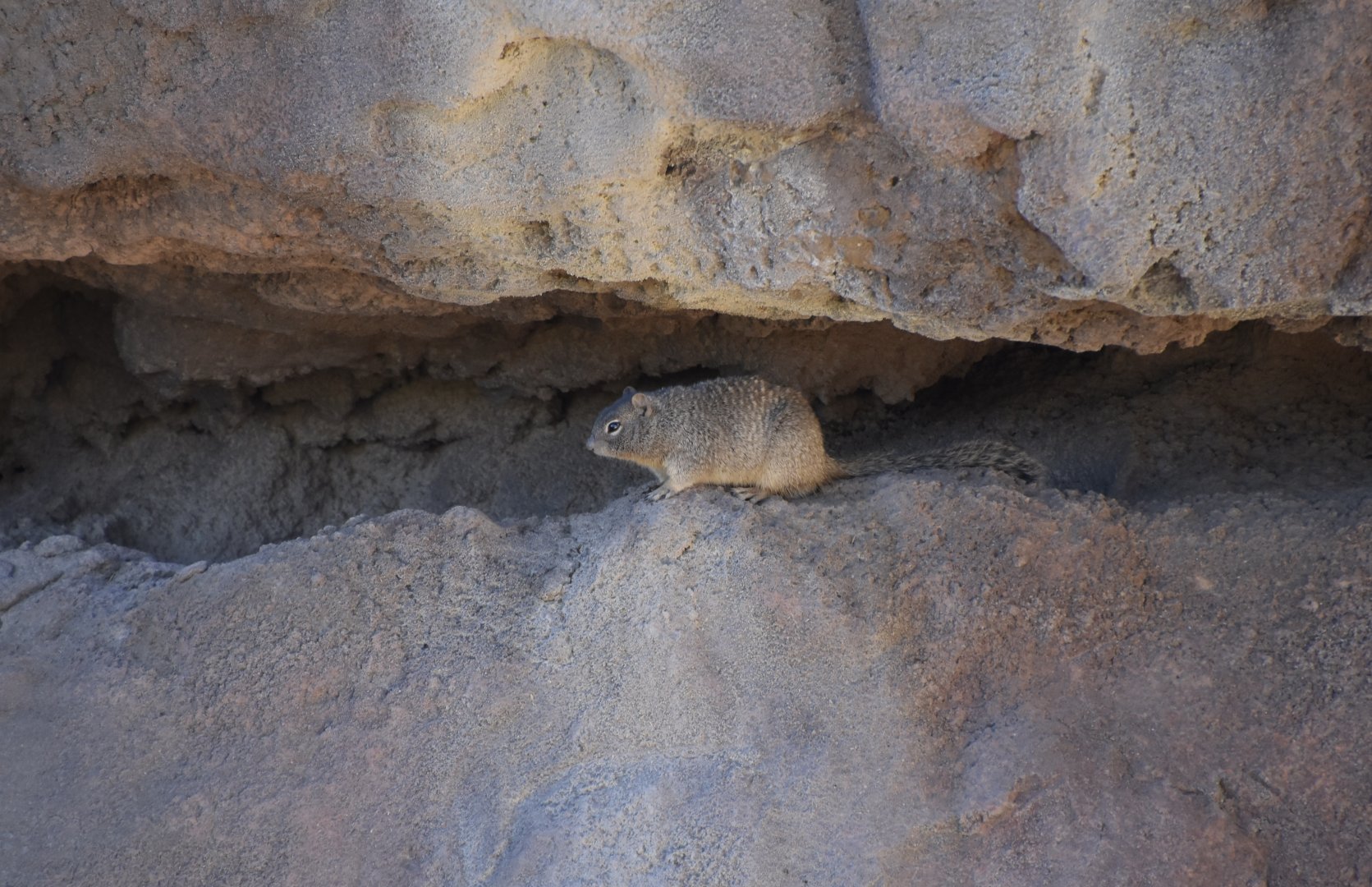 Rock Squirrel (Otospermophilus variegatus grammurus) - wild