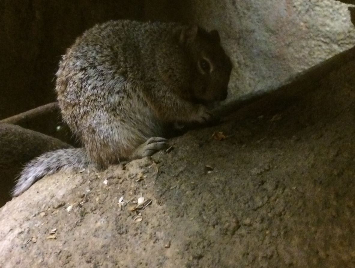 Rock Squirrel (Otospermophilus variegatus)