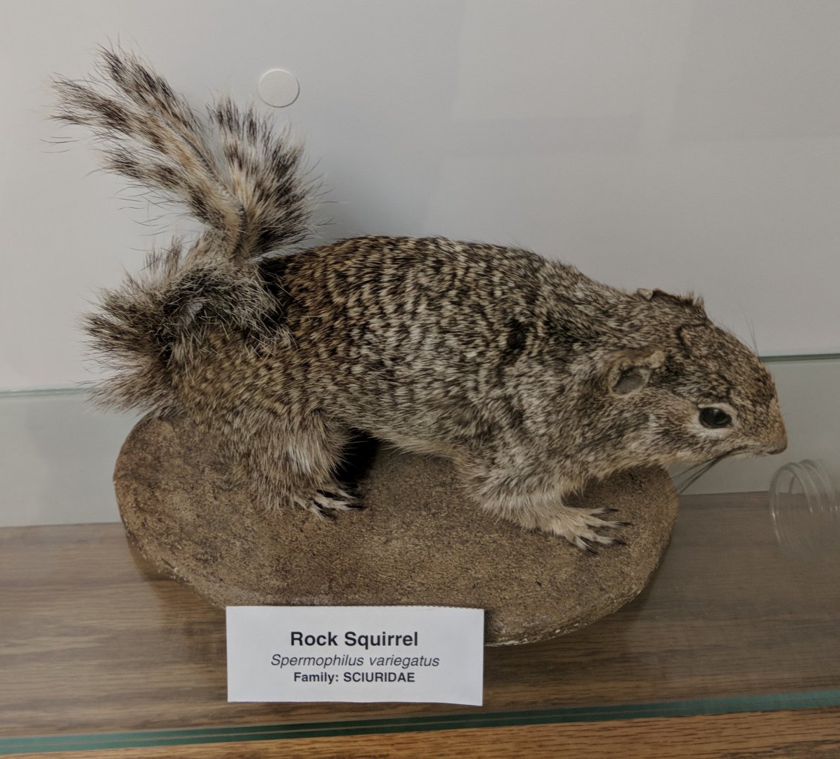 Rock squirrel (Otospermophilus variegatus)