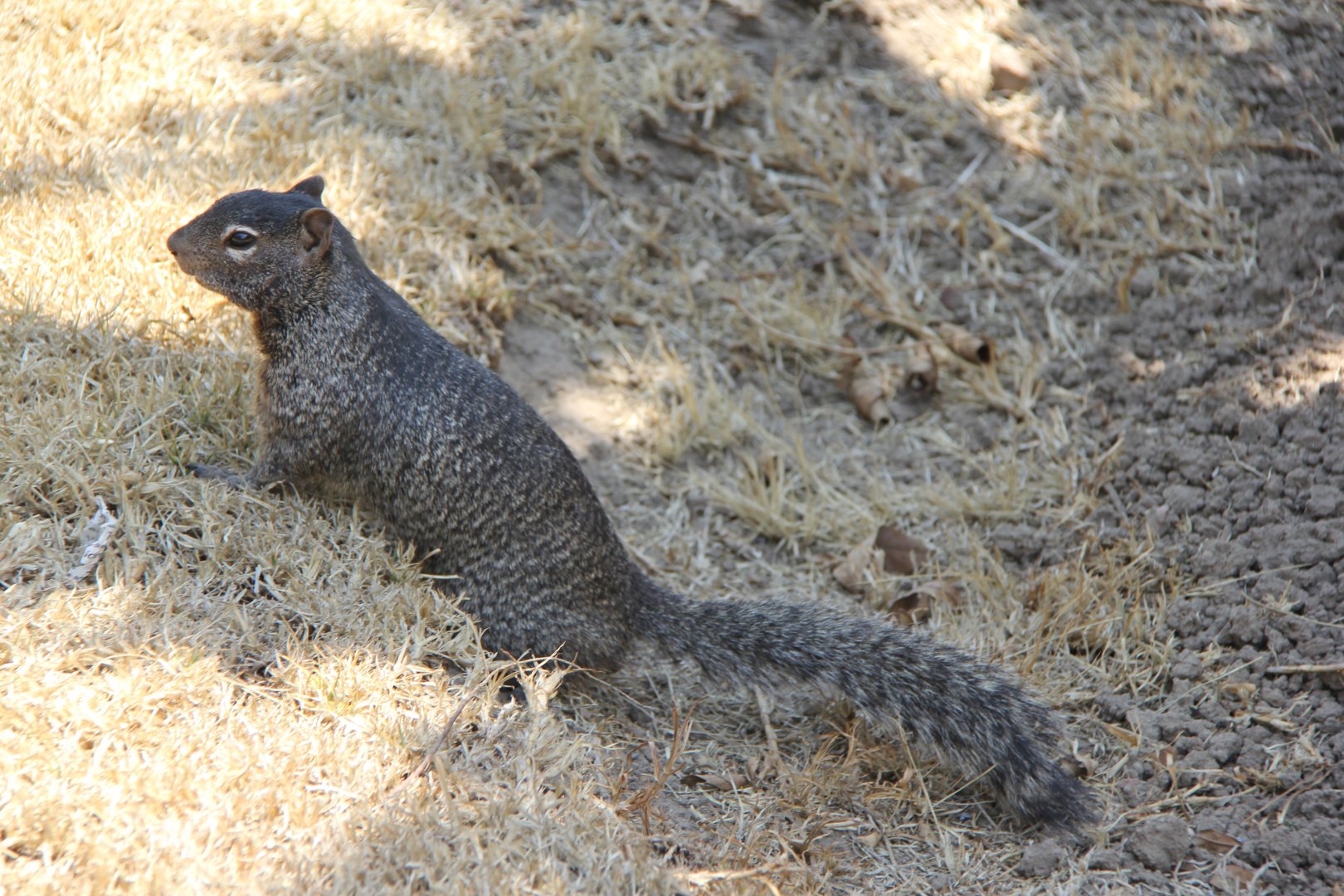 rock squirrel (Otospermophilus variegatus)