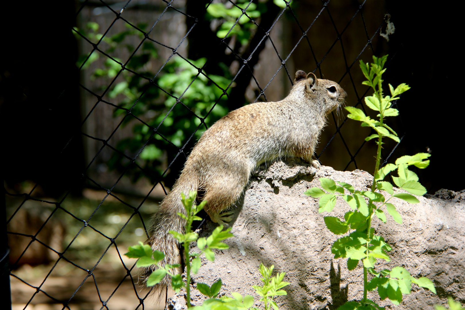 rock squirrel (Otospermophilus variegatus)