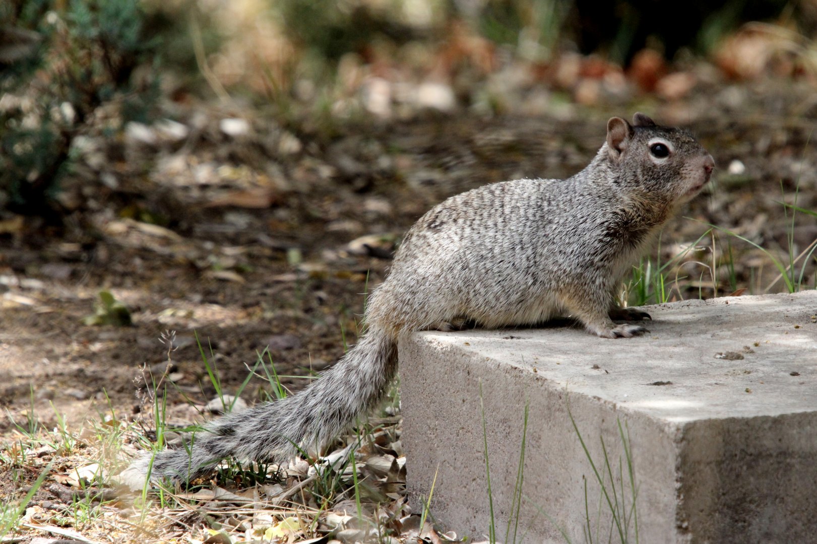 rock squirrel (Otospermophilus variegatus)