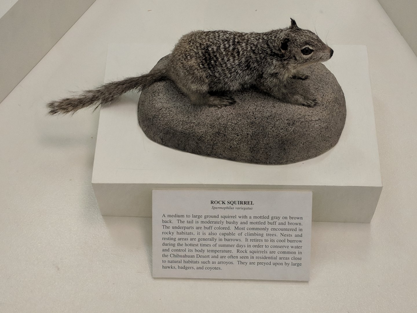 Rock squirrel (Otospermophilus variegatus)