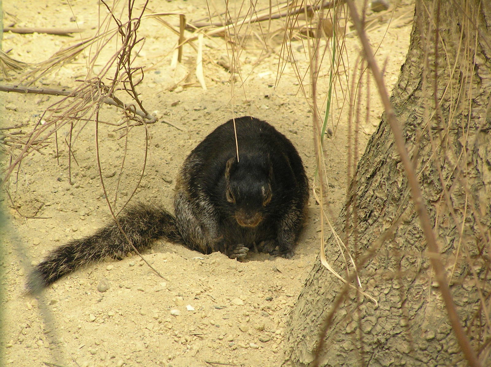 Rock Squirrel (Spermophilus variegatus). Rotterdam 06