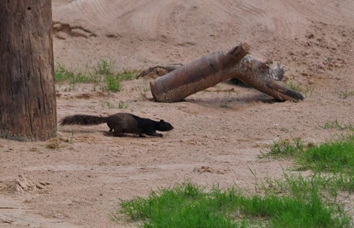Rock Squirrel - Texas