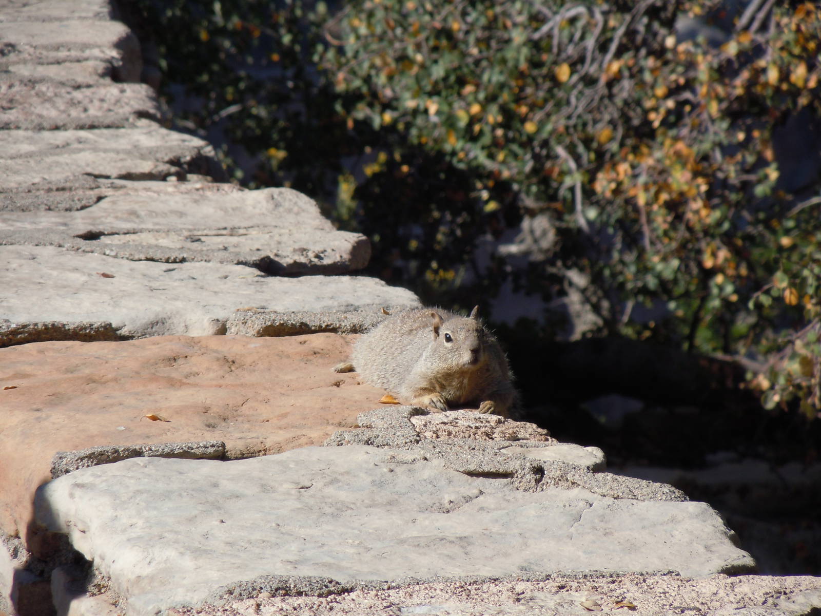 Rock Squirrel