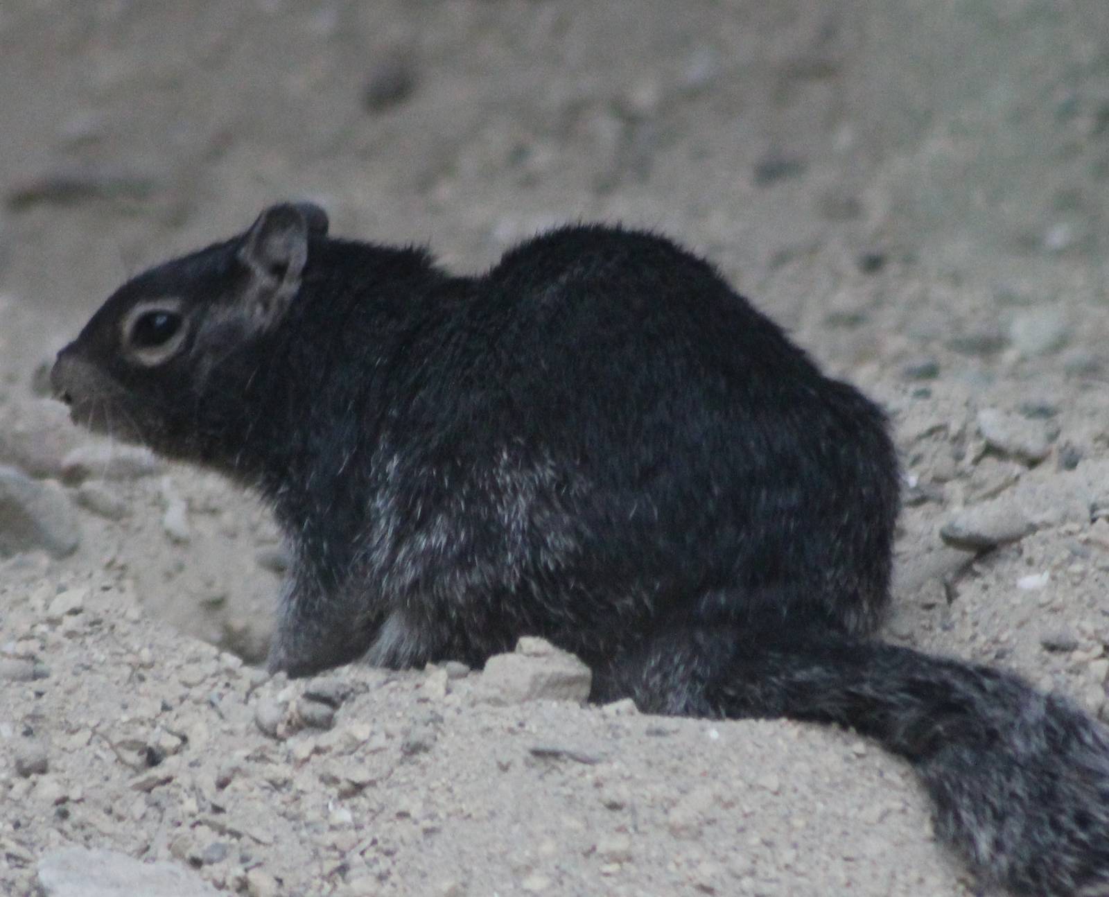 rock squirrel