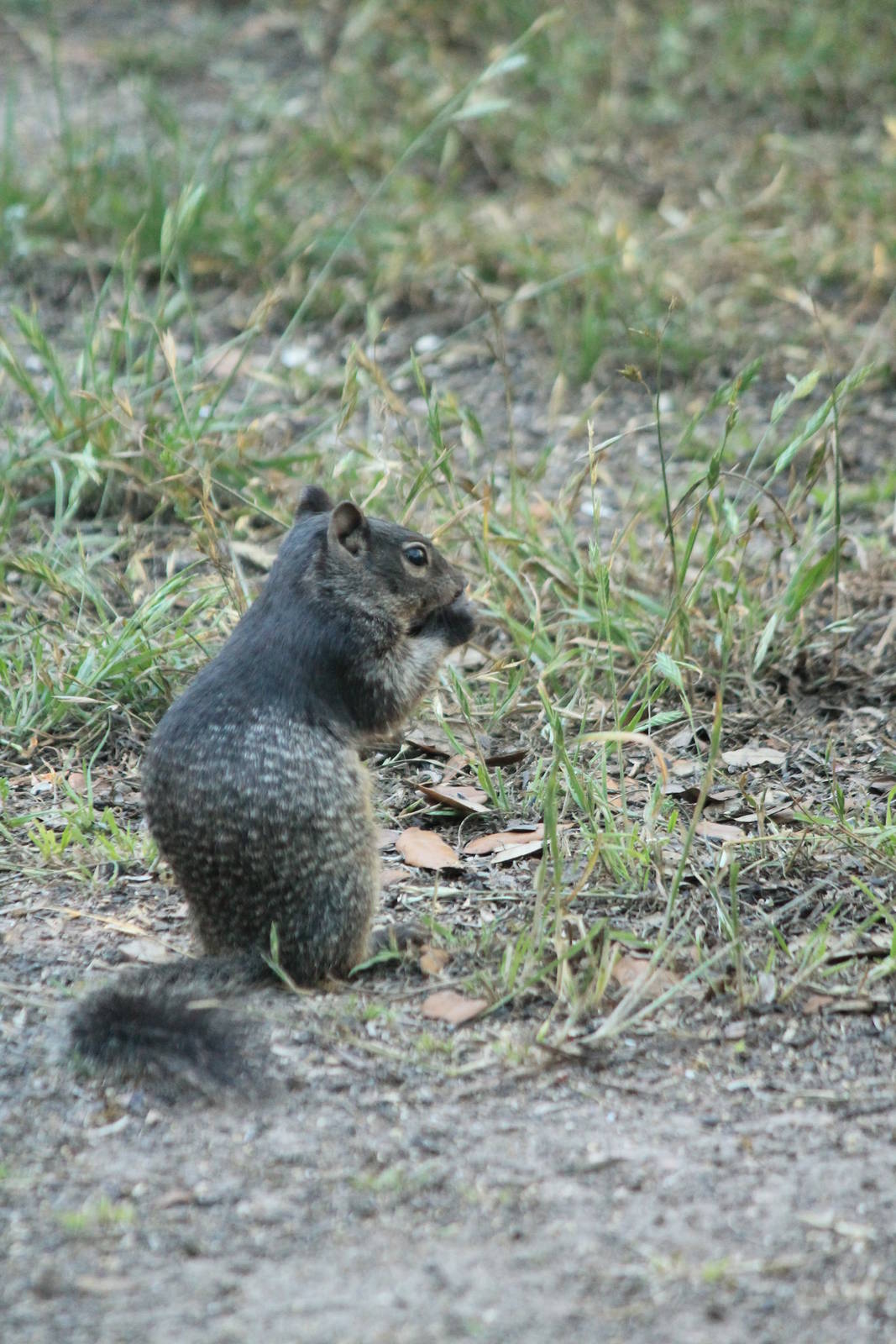 Rock Squirrel