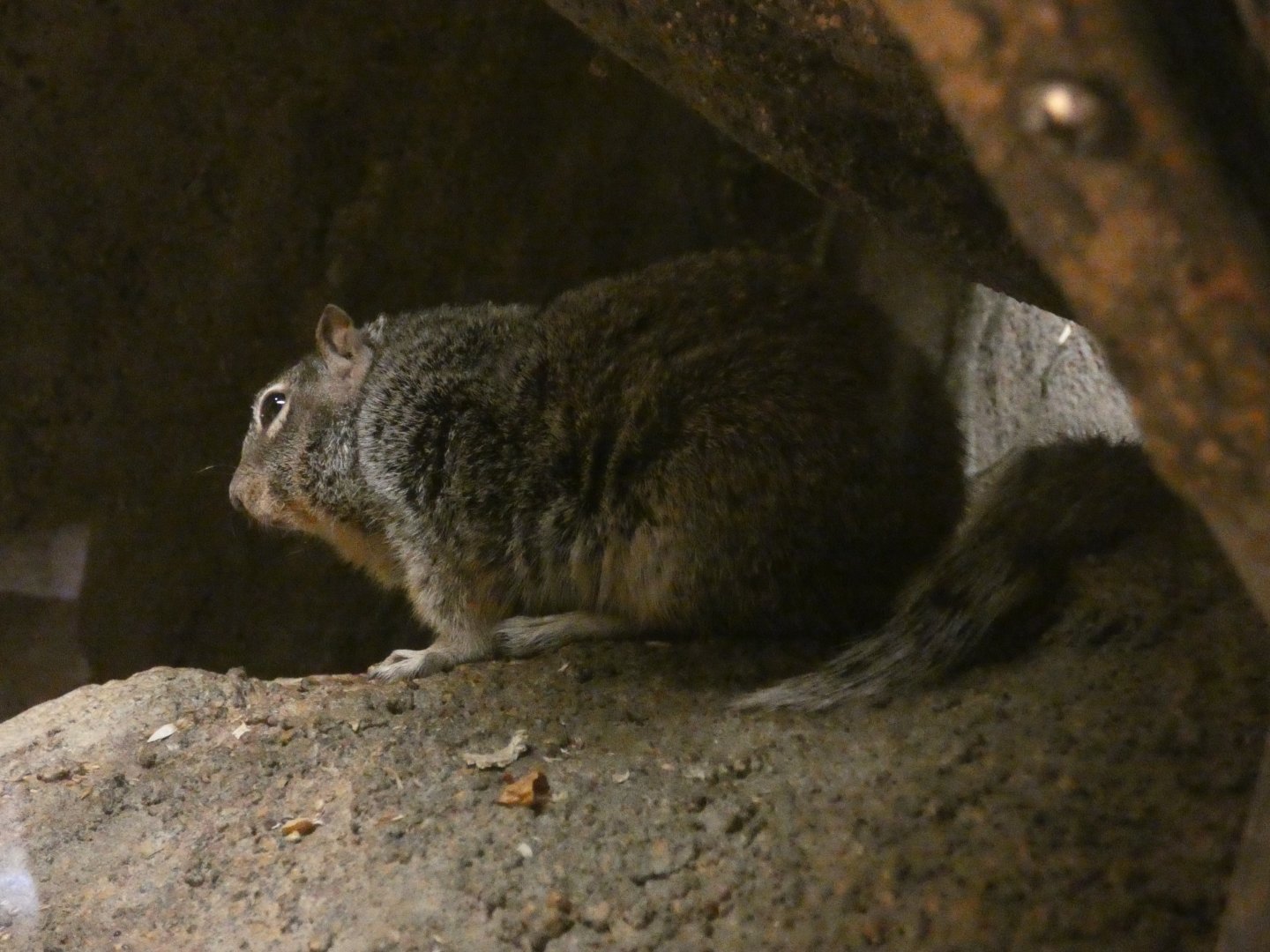 Rock Squirrel