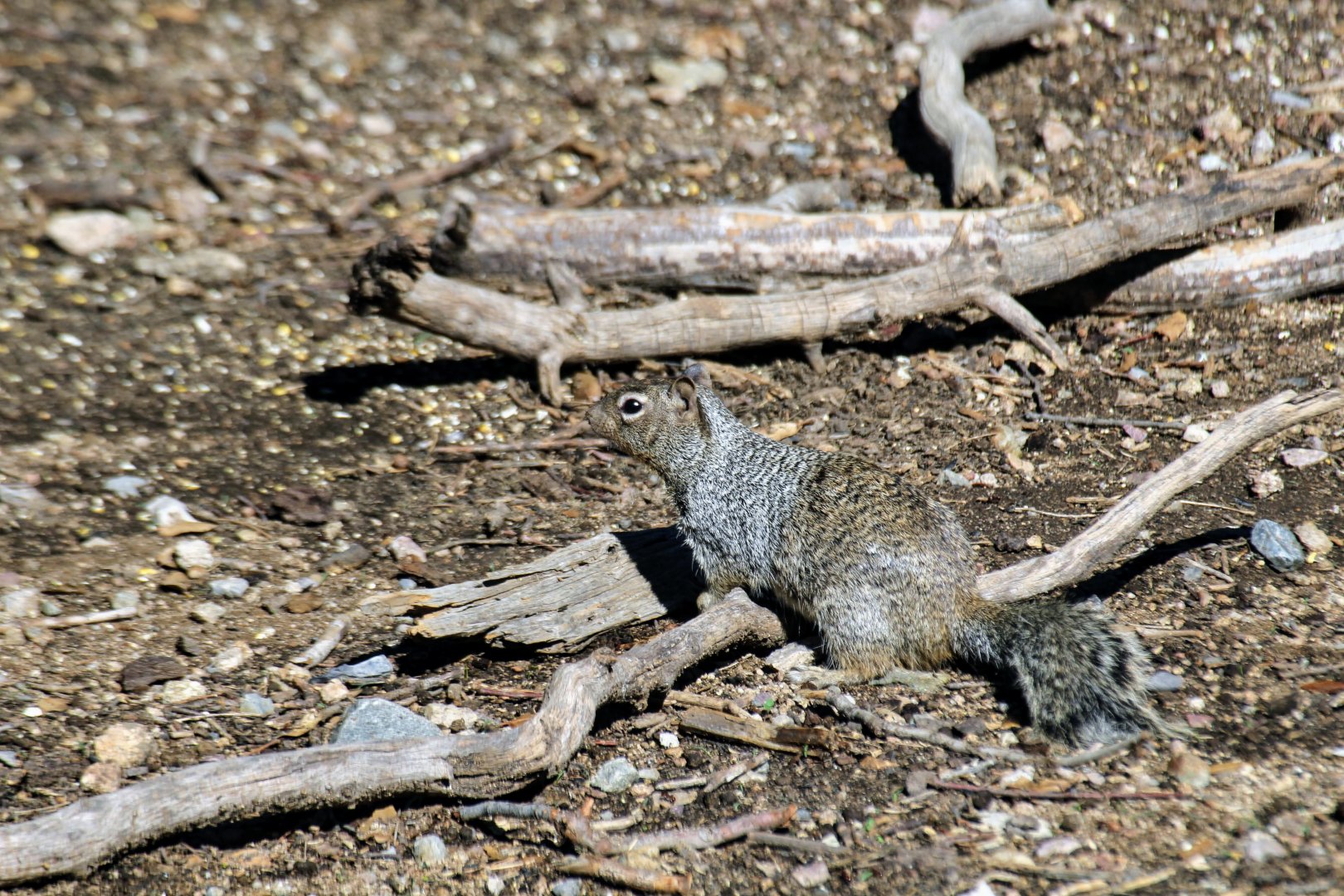 Rock Squirrel