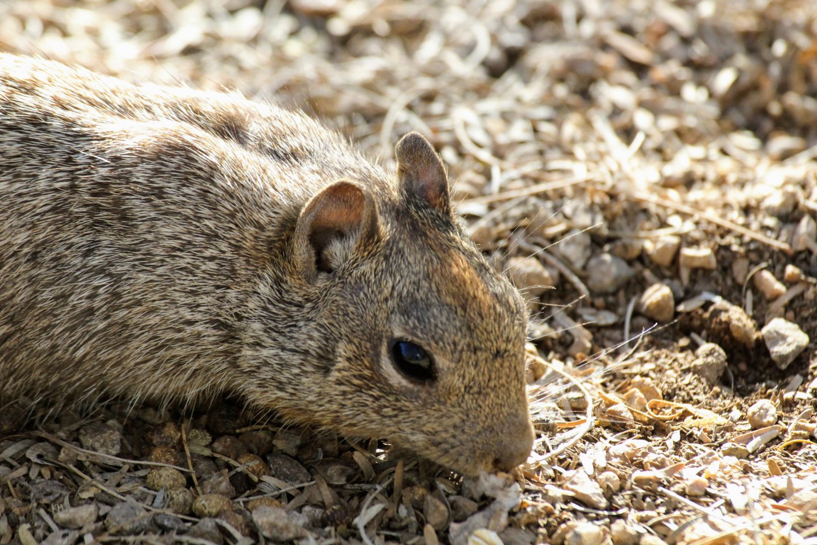 Rock Squirrel
