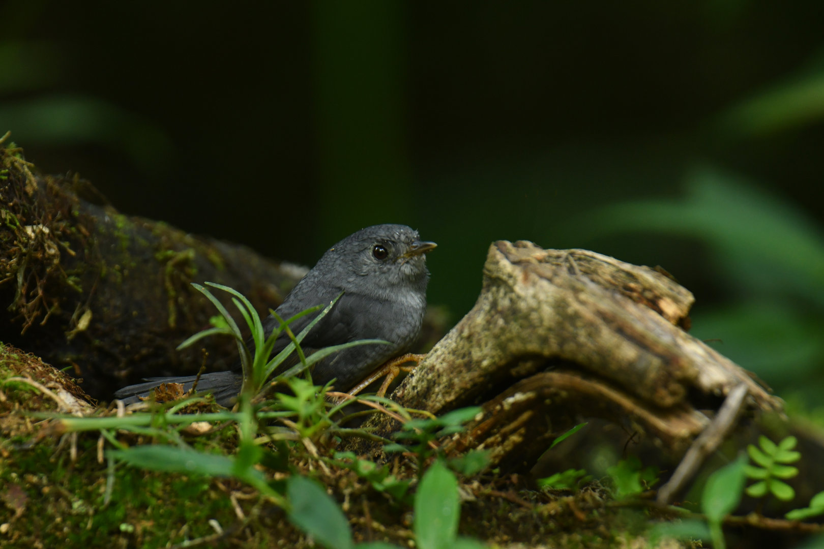 Rock Tapaculo Scytalopus petrophilus