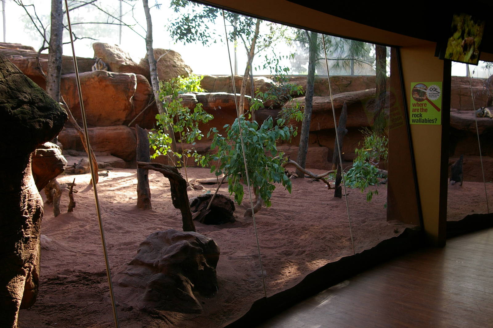 rock wallaby enclosure