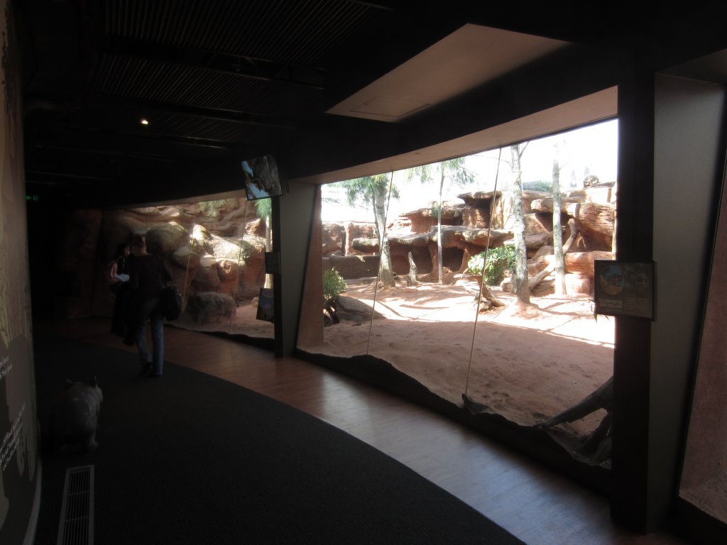 Rock Wallaby enclosure