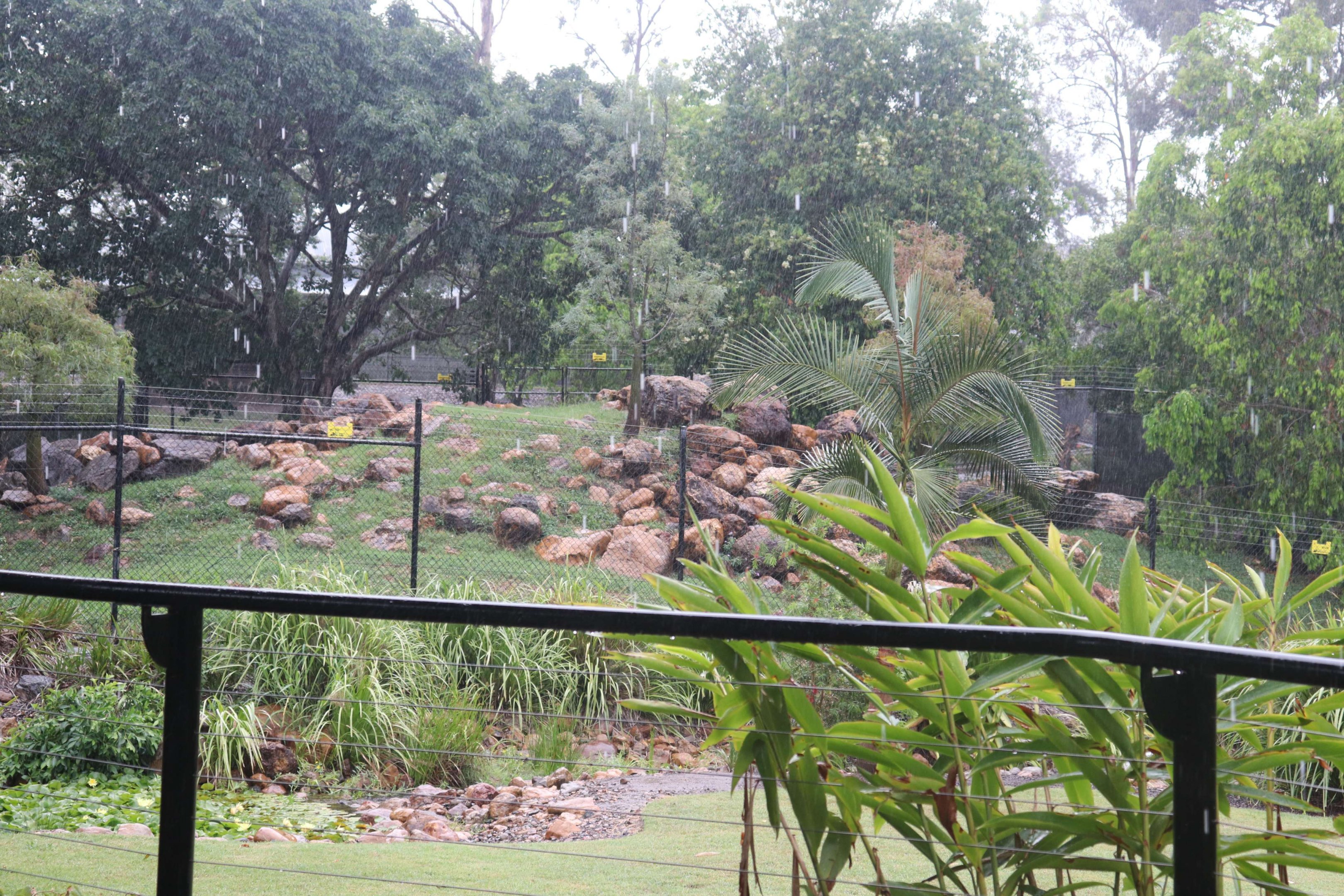 Rock Wallaby Enclosure