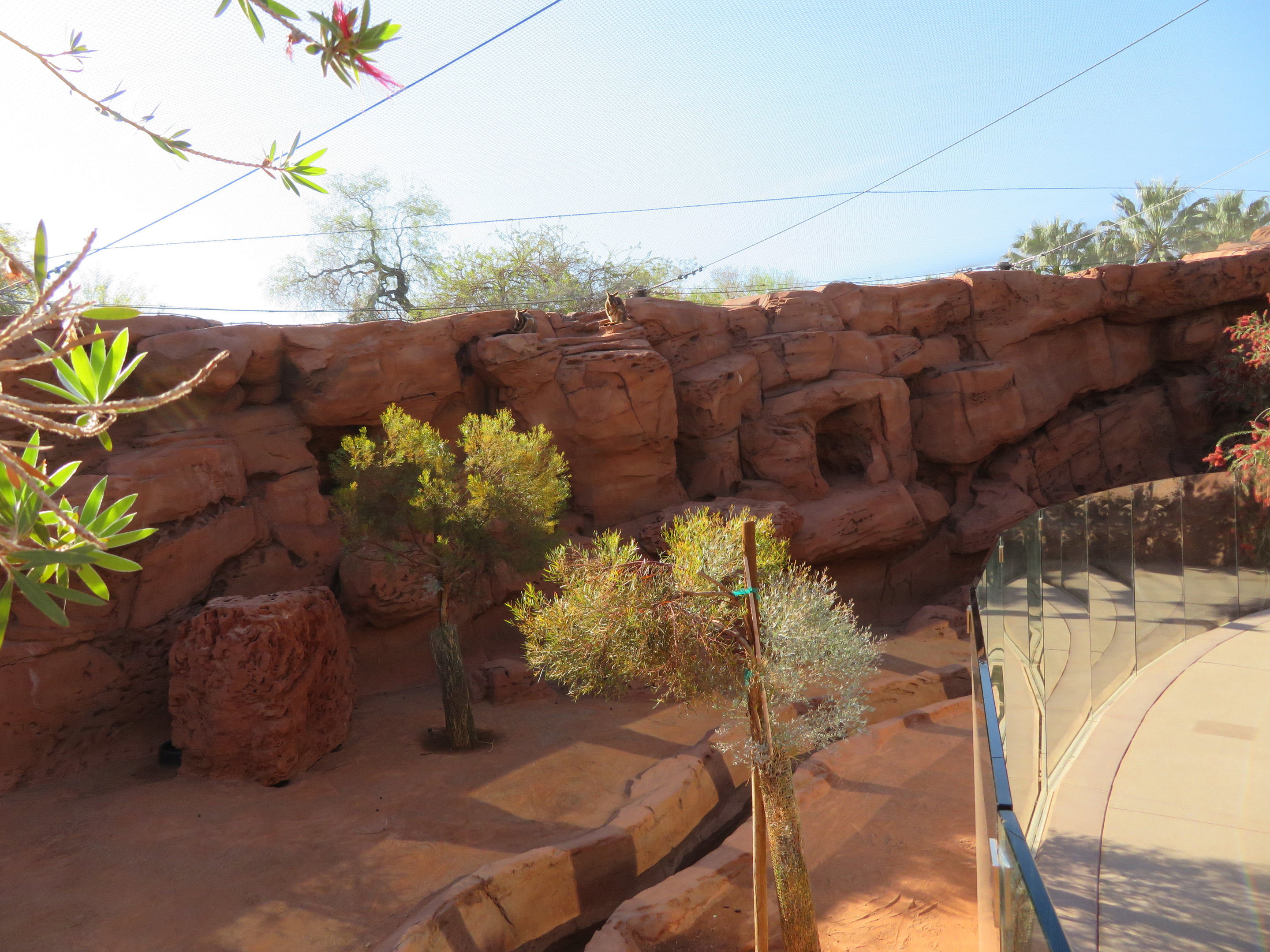 Rock Wallaby Exhibit