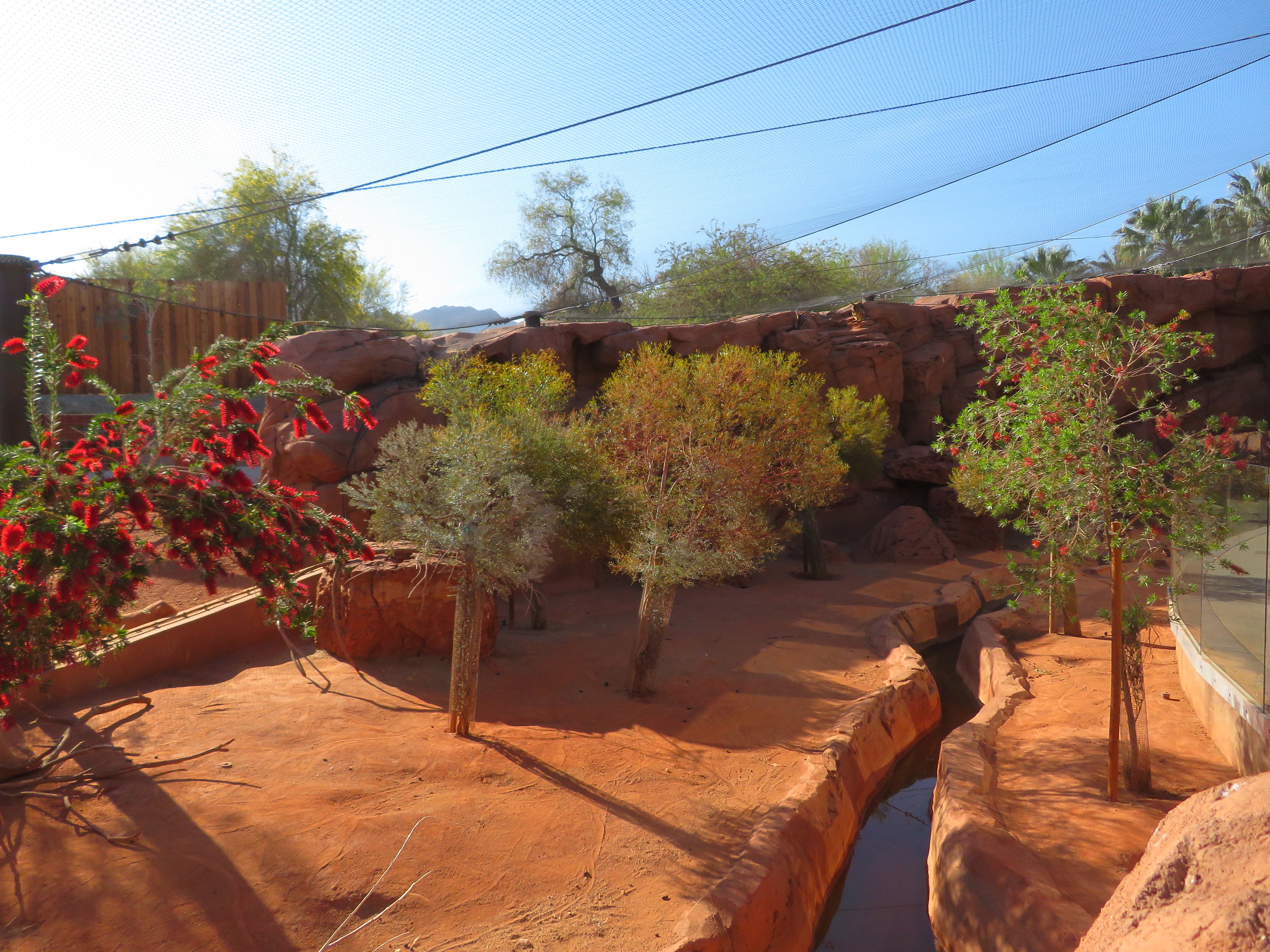 Rock Wallaby Exhibit