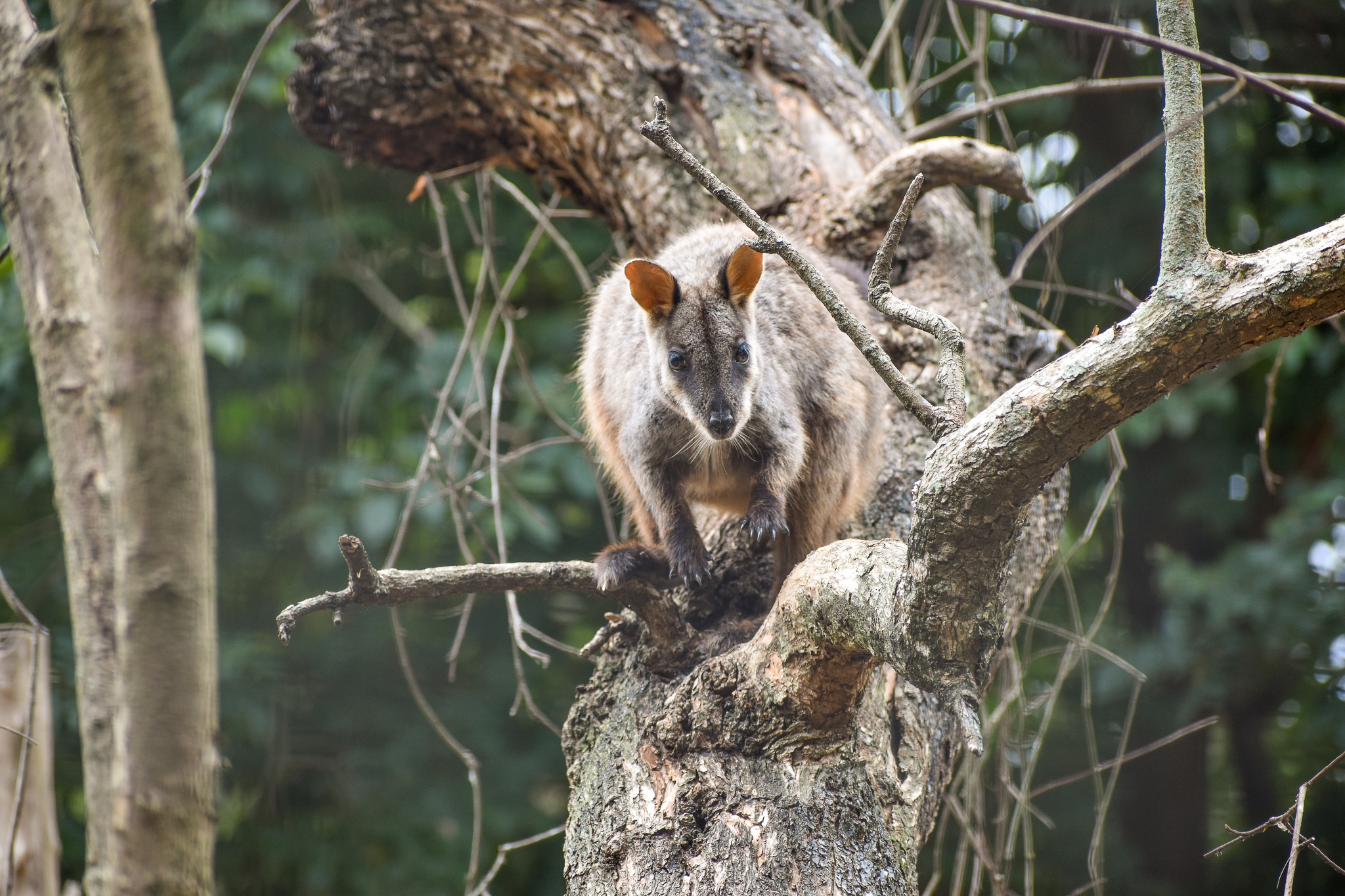 Rock-Wallaby in a tree