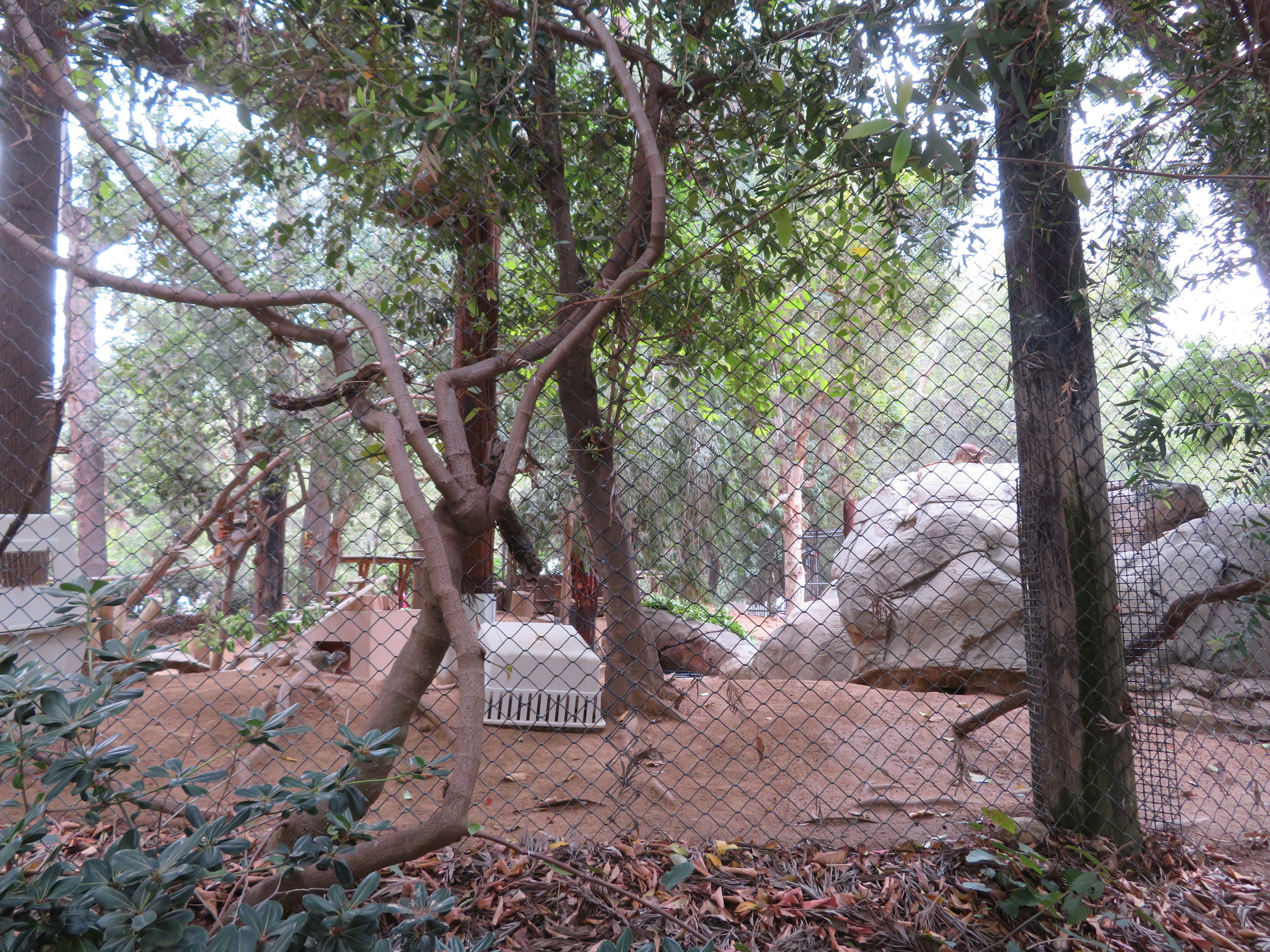 Rock Wallaby/Rhinoceros Hornbill Exhibit