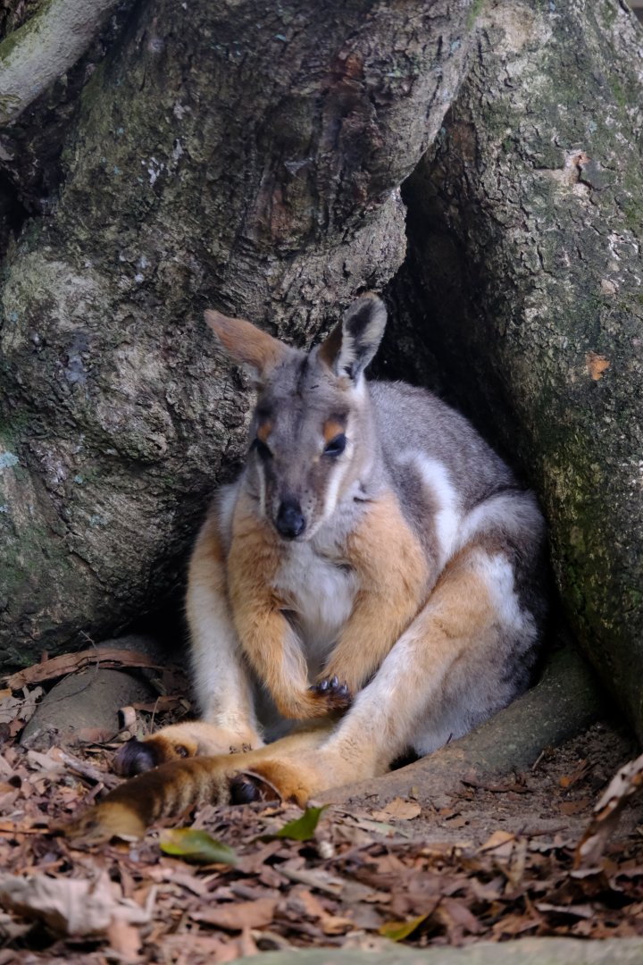 Rock Wallaby - Wildlife HQ