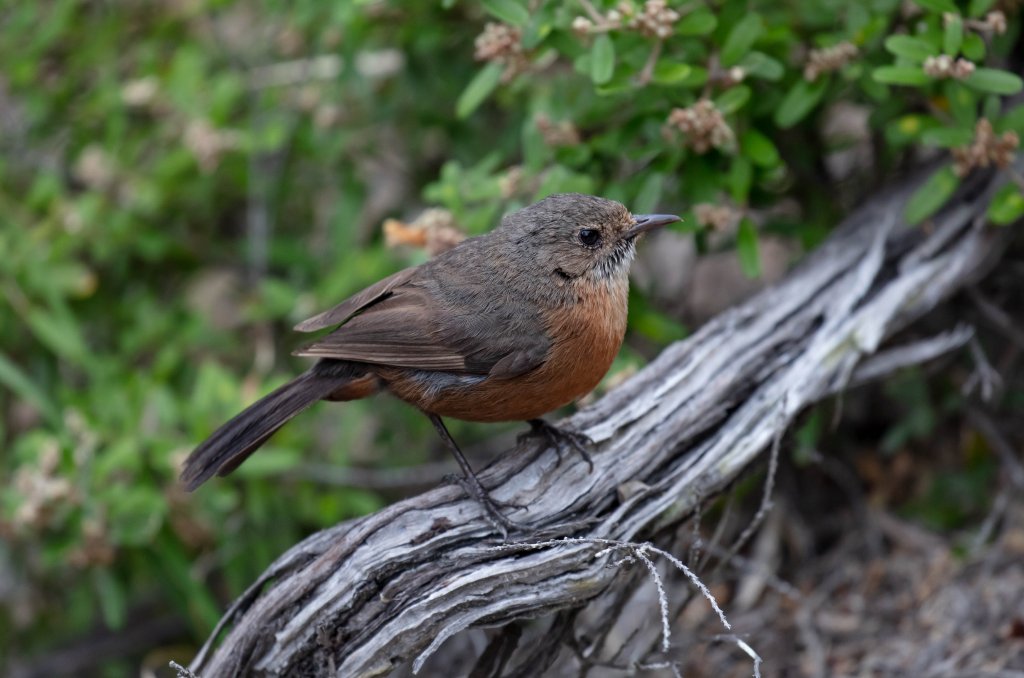 Rock Warbler