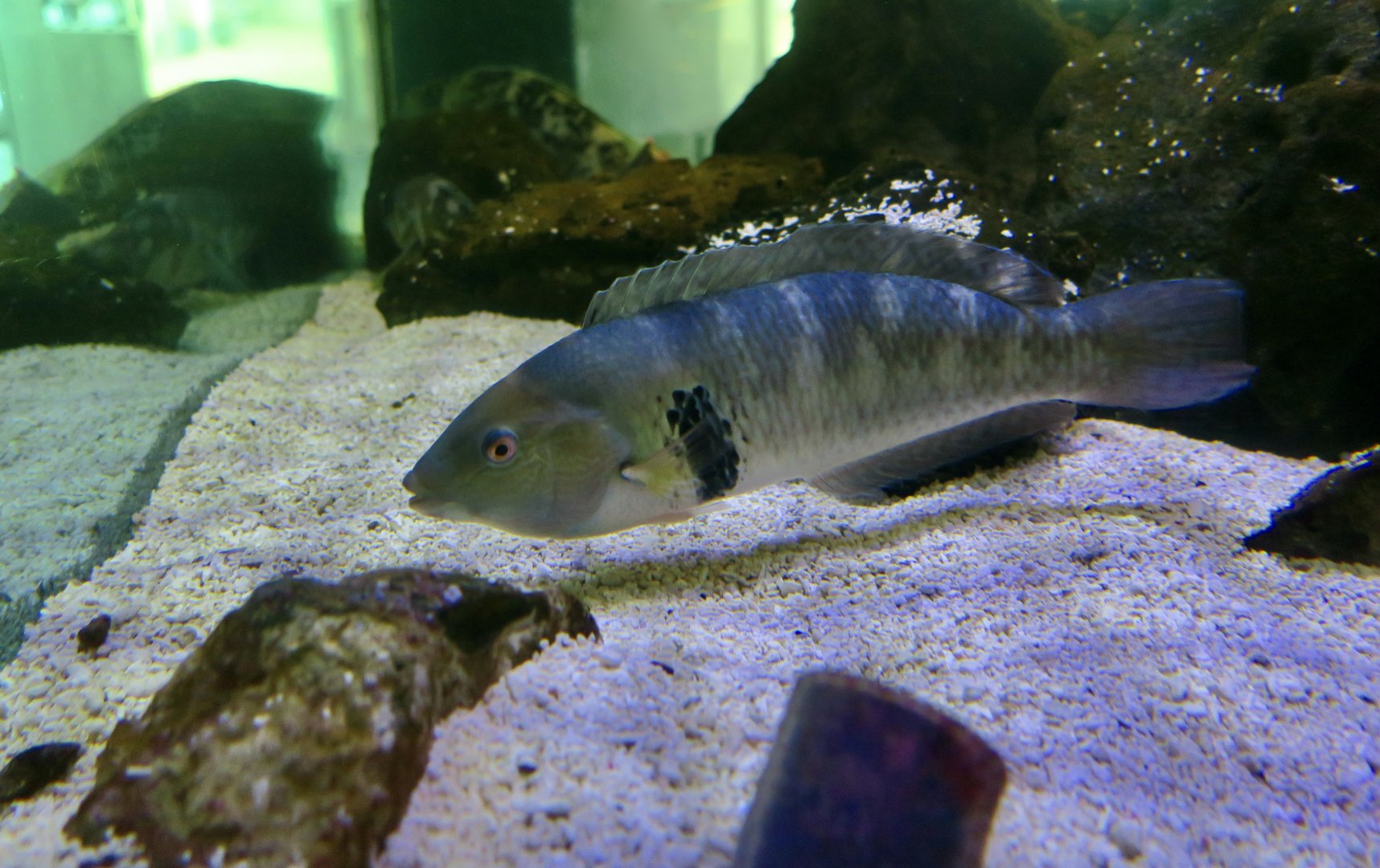 Rock Wrasse (Halichoeres semicinctus)
