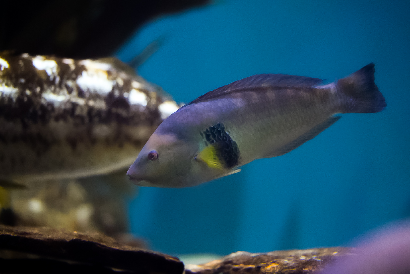 Rock Wrasse