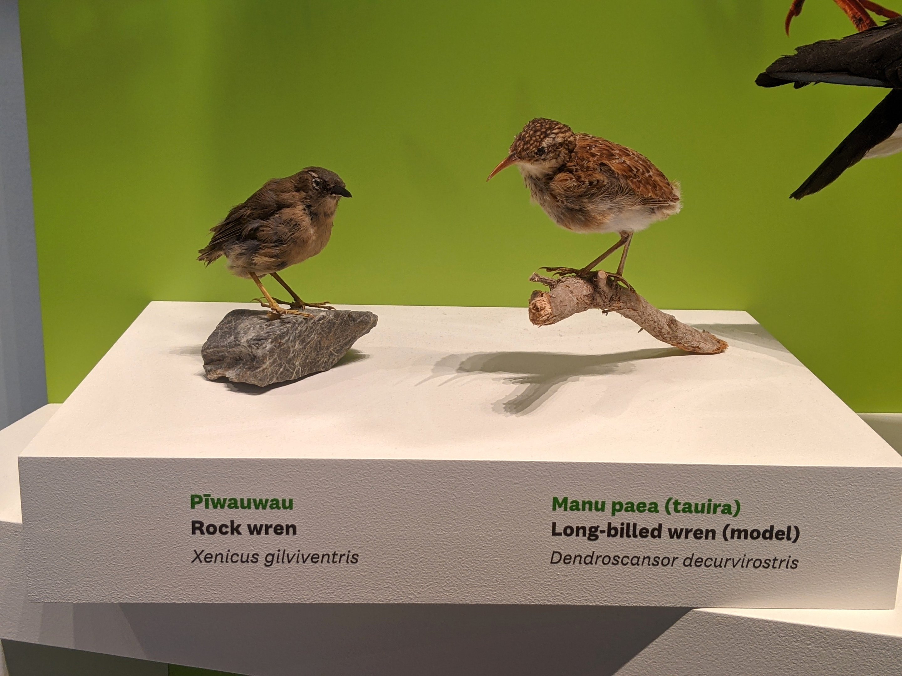 Rock Wren and Reconstruction of Long-billed Wren