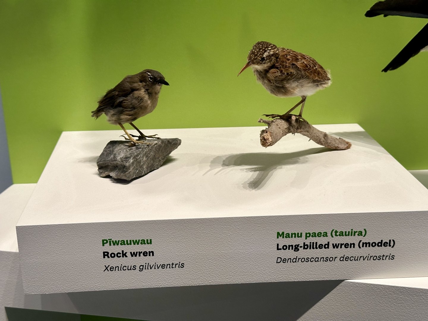 Rock Wren/Long-billed Wren