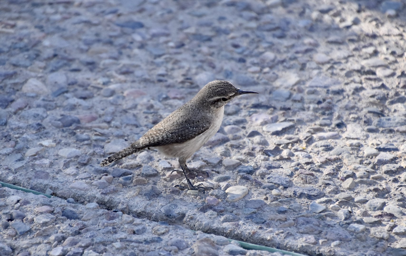 Rock Wren (Salpinctes obsoletus obsoletus) - wild