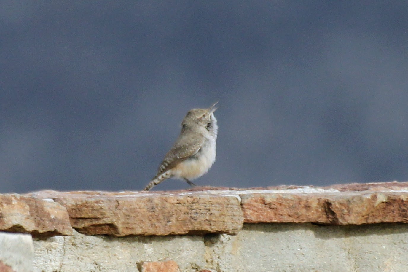 Rock Wren (Salpinctes obsoletus)