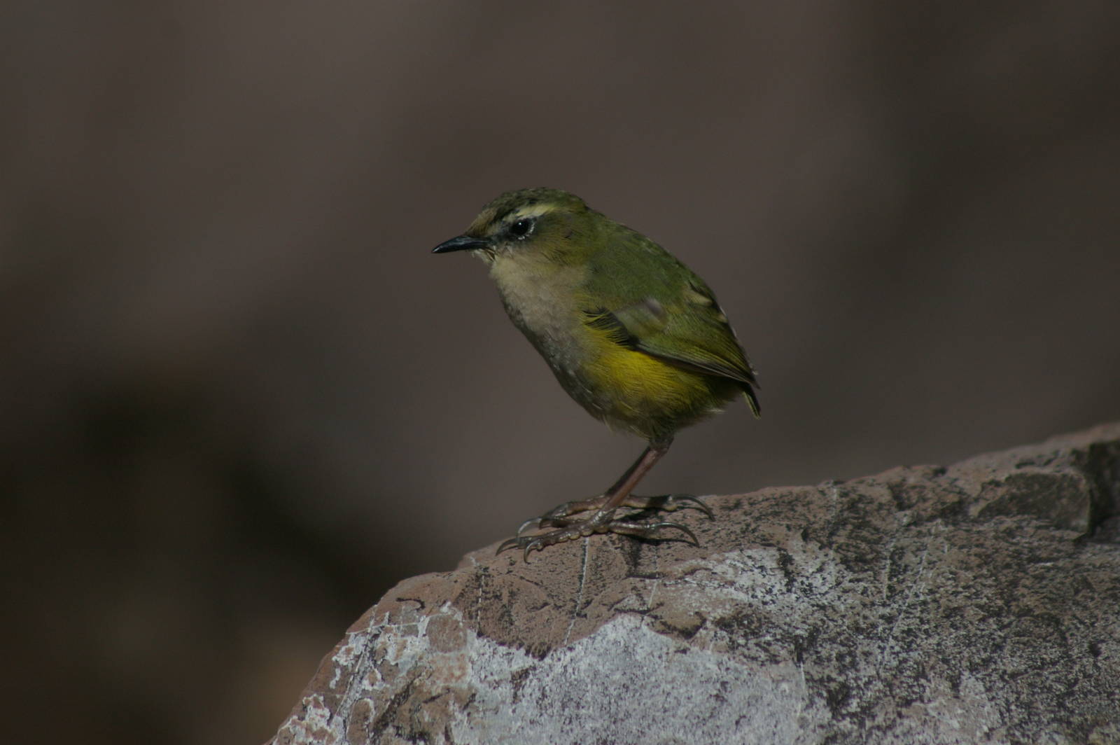 rock wren (Xenicus gilviventris)
