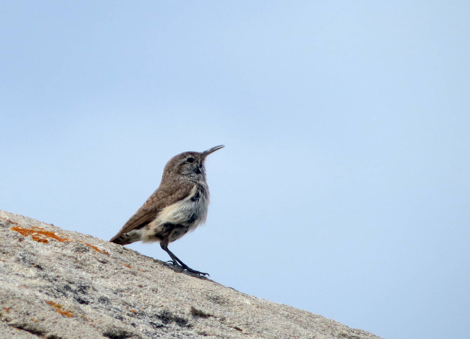 Rock Wren