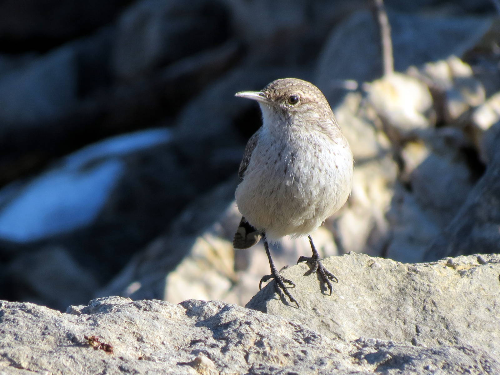 Rock Wren