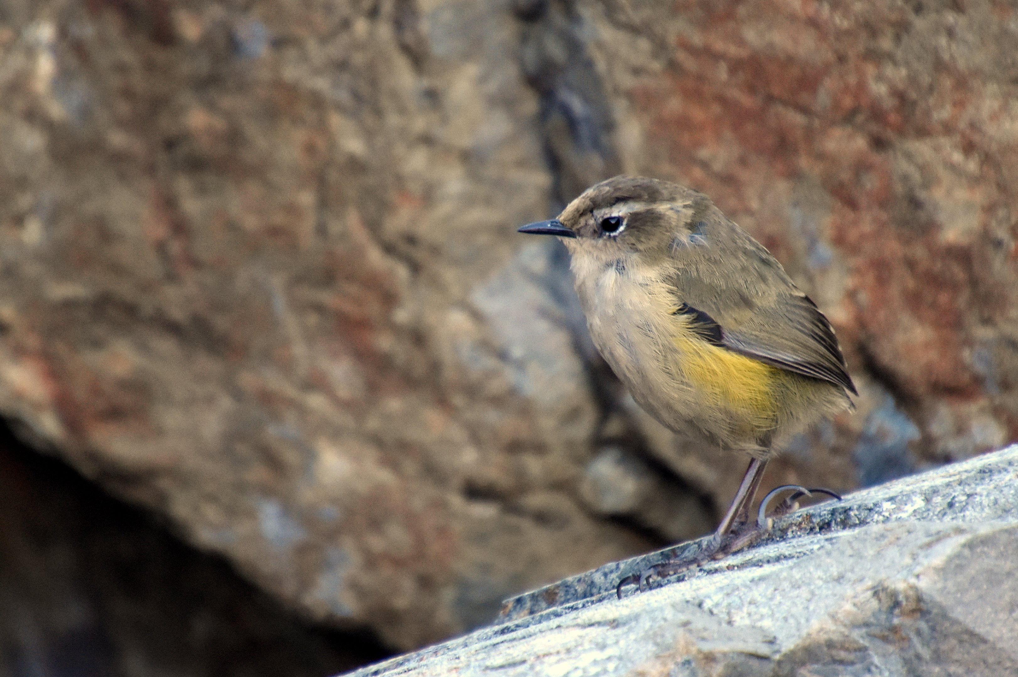 Rock wren