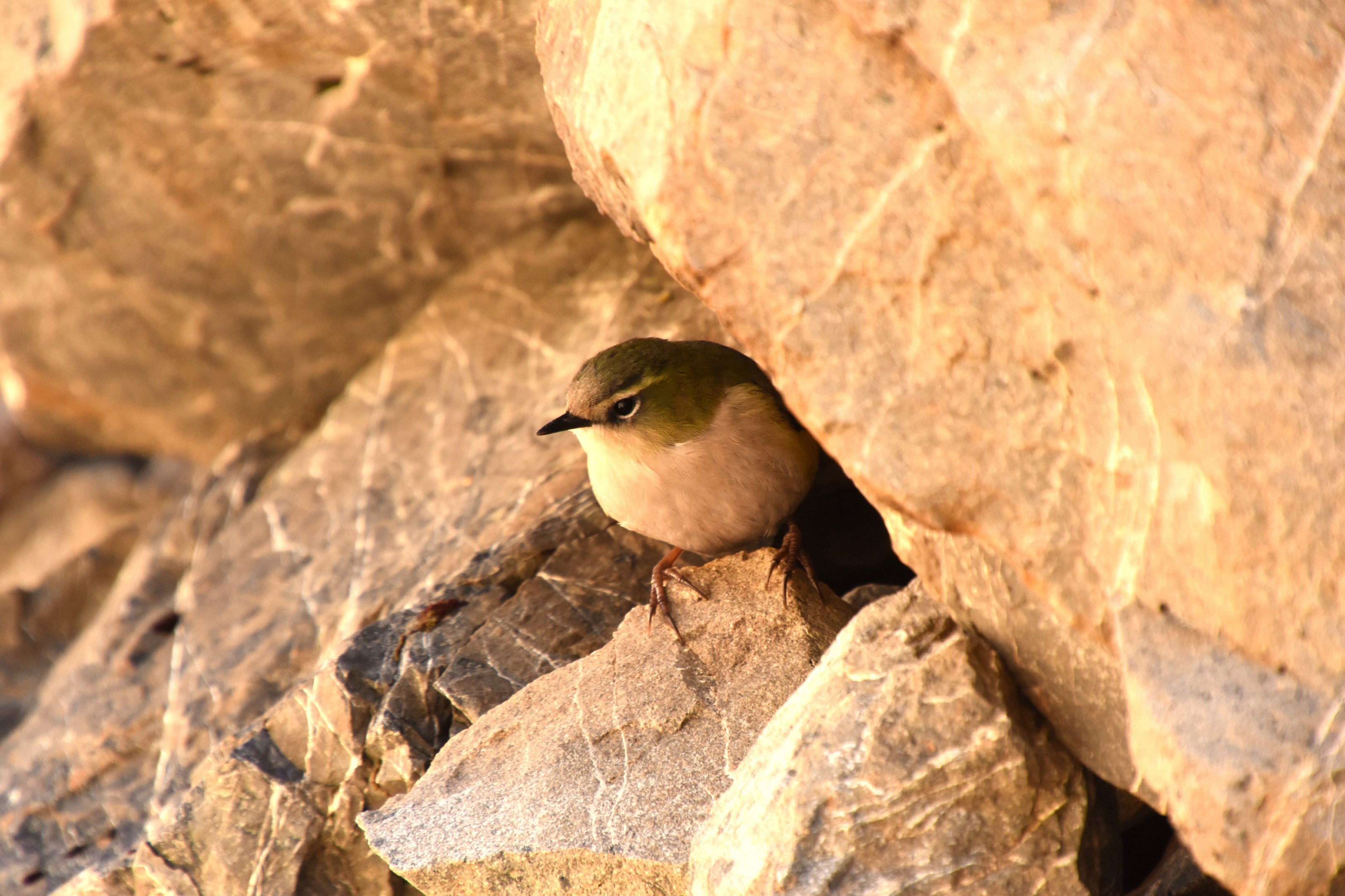 Rock wren