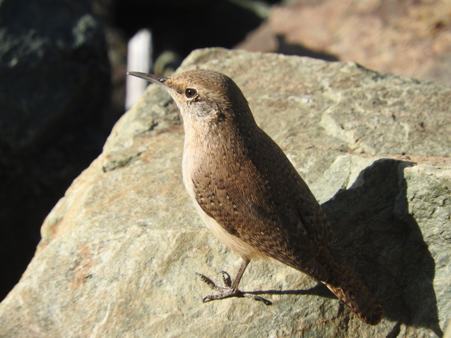 Rock Wren