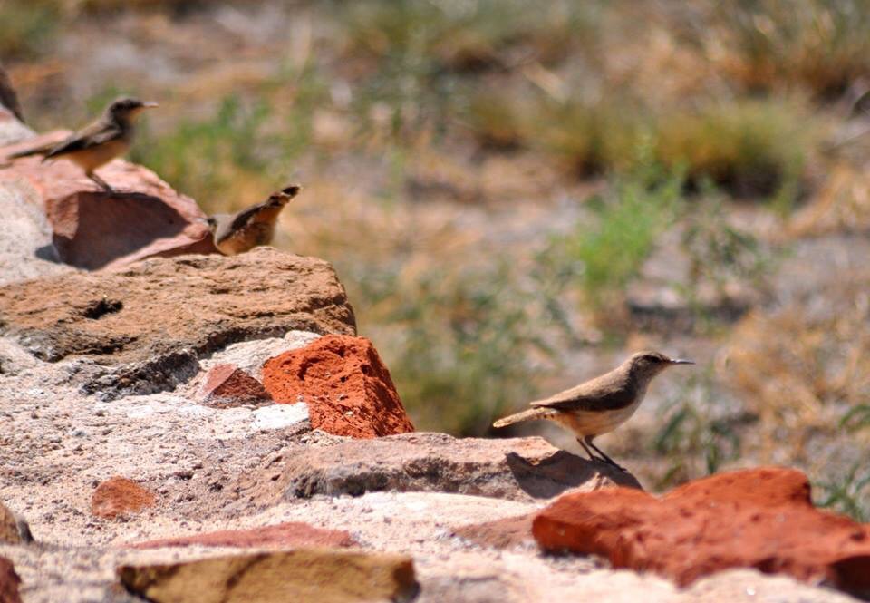 Rock Wrens - Texas