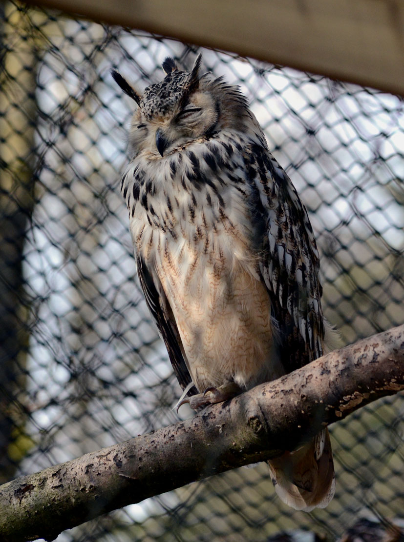 ROCK_EAGLE_OWL_-_HAWK_CON_07_04_2015_1015_