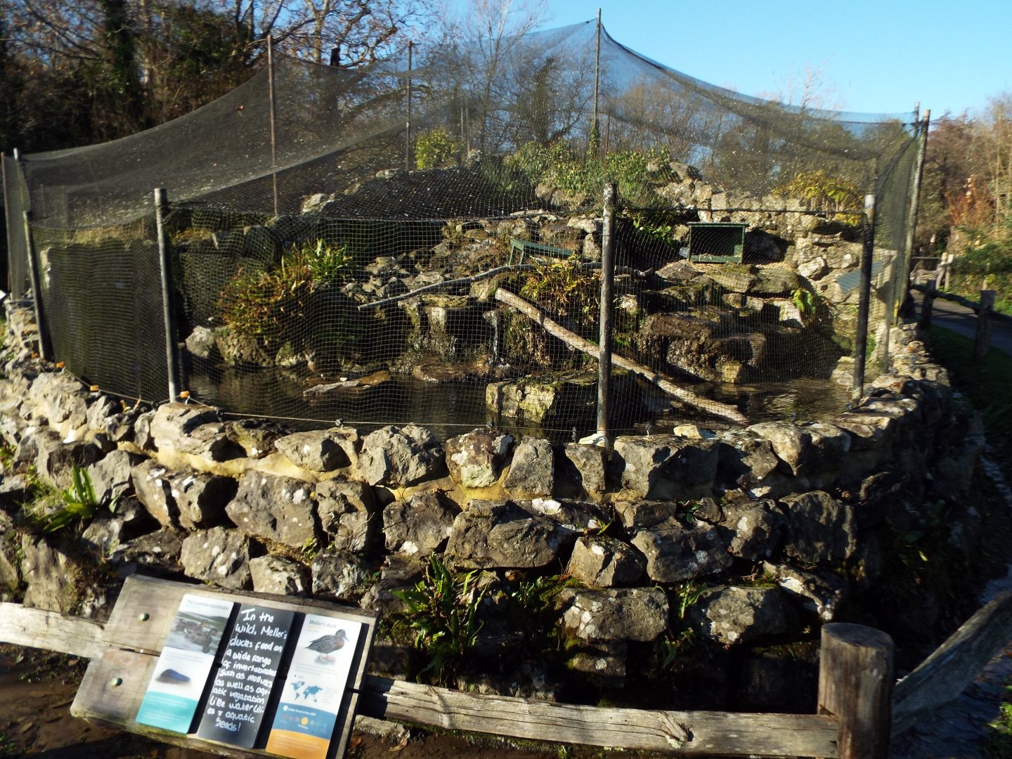 Rockery Mellers Duck Exhibit, WWT Arundel