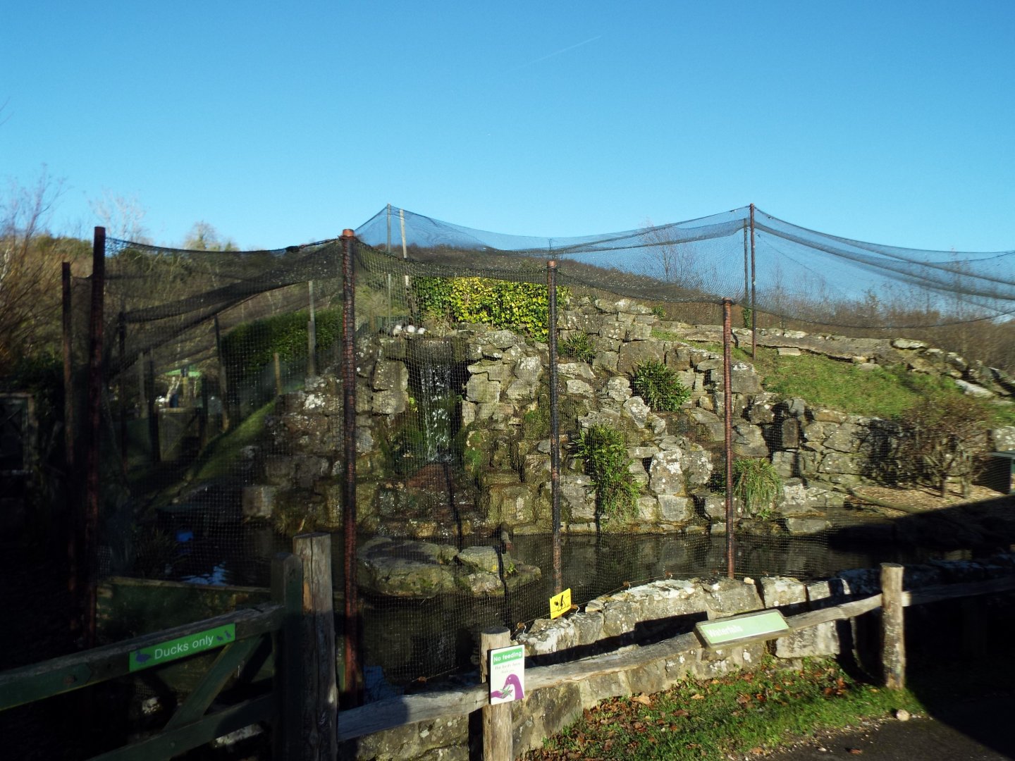 Rockery scaly-sided merganser Exhibit 2, WWT Arundel