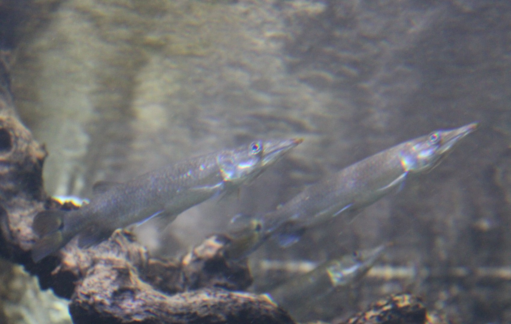 Rocket gar - Ctenolucius hujeta - adults