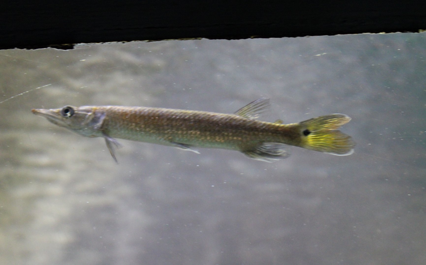 Rocket gar - Ctenolucius hujeta - juvenile