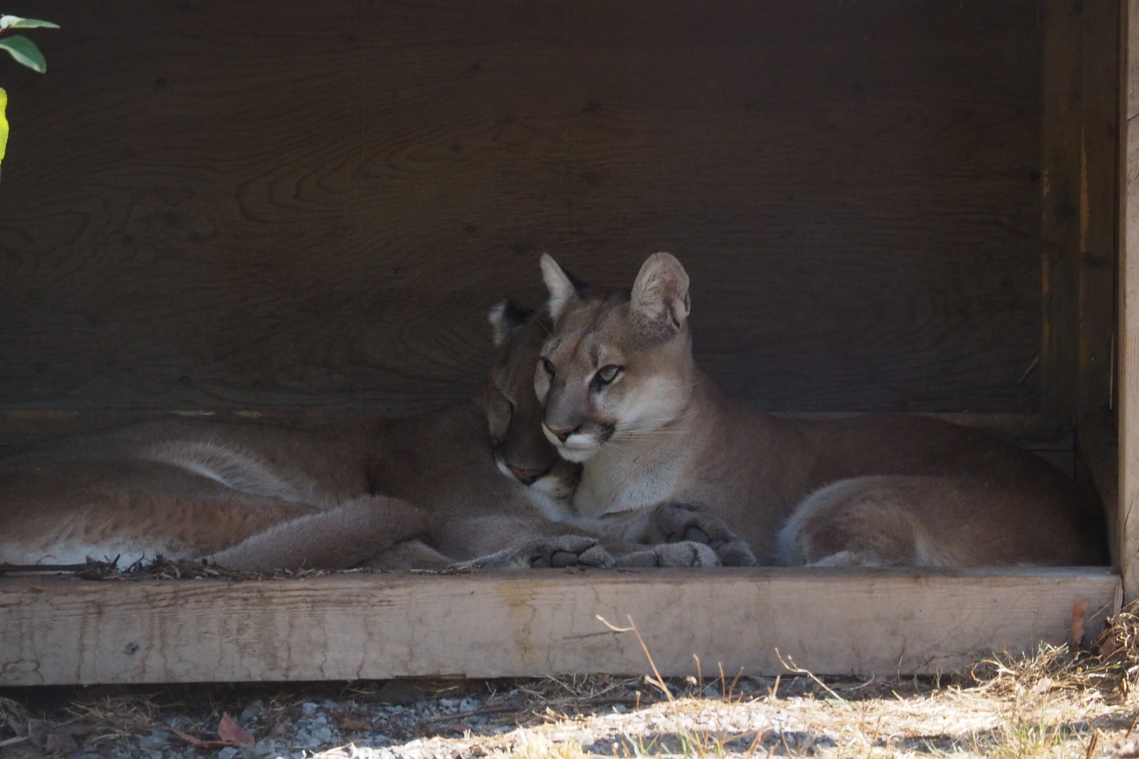 Rocket & Rosie (Cougars)