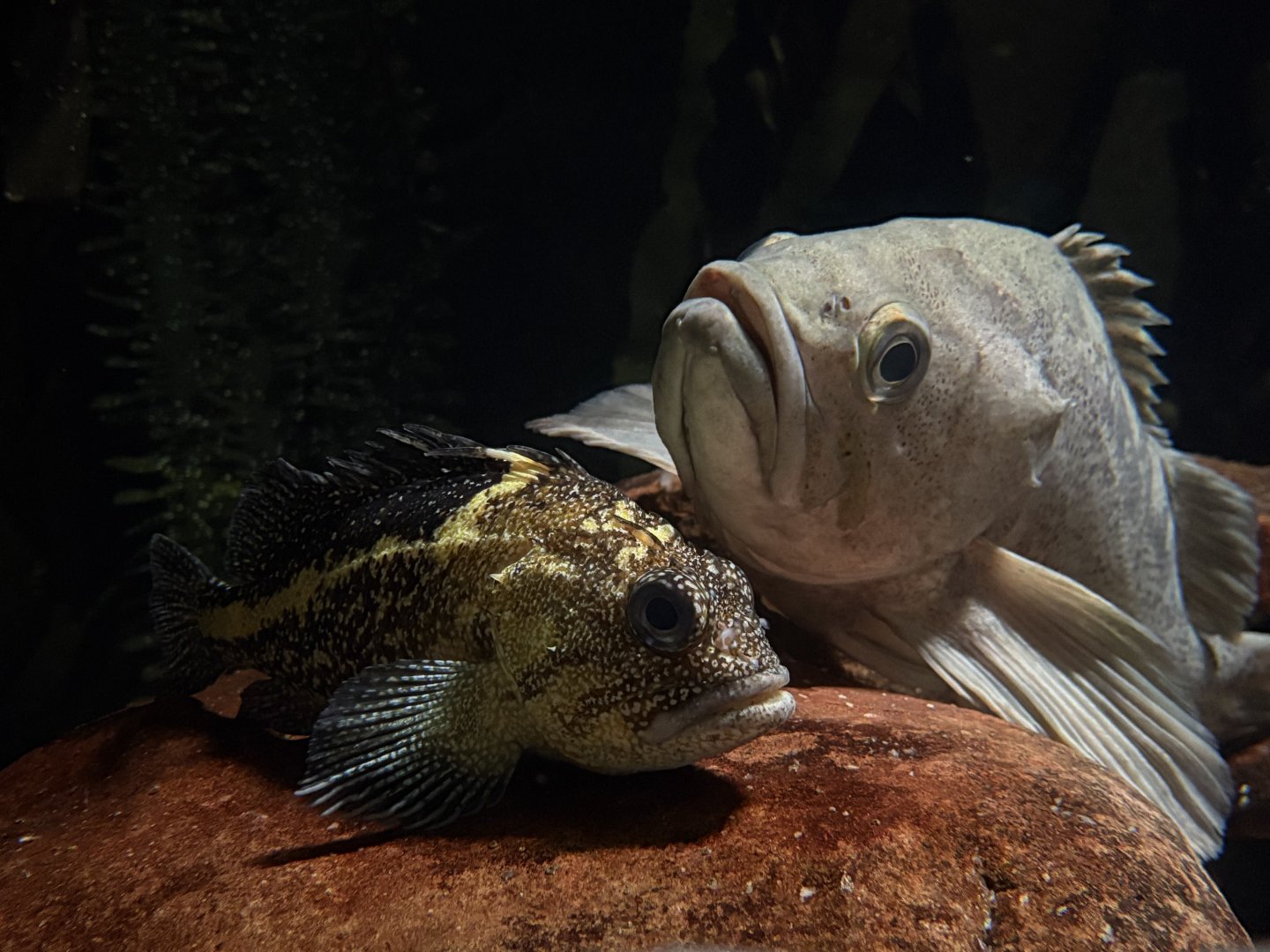 Rockfish - Georgia Aquarium