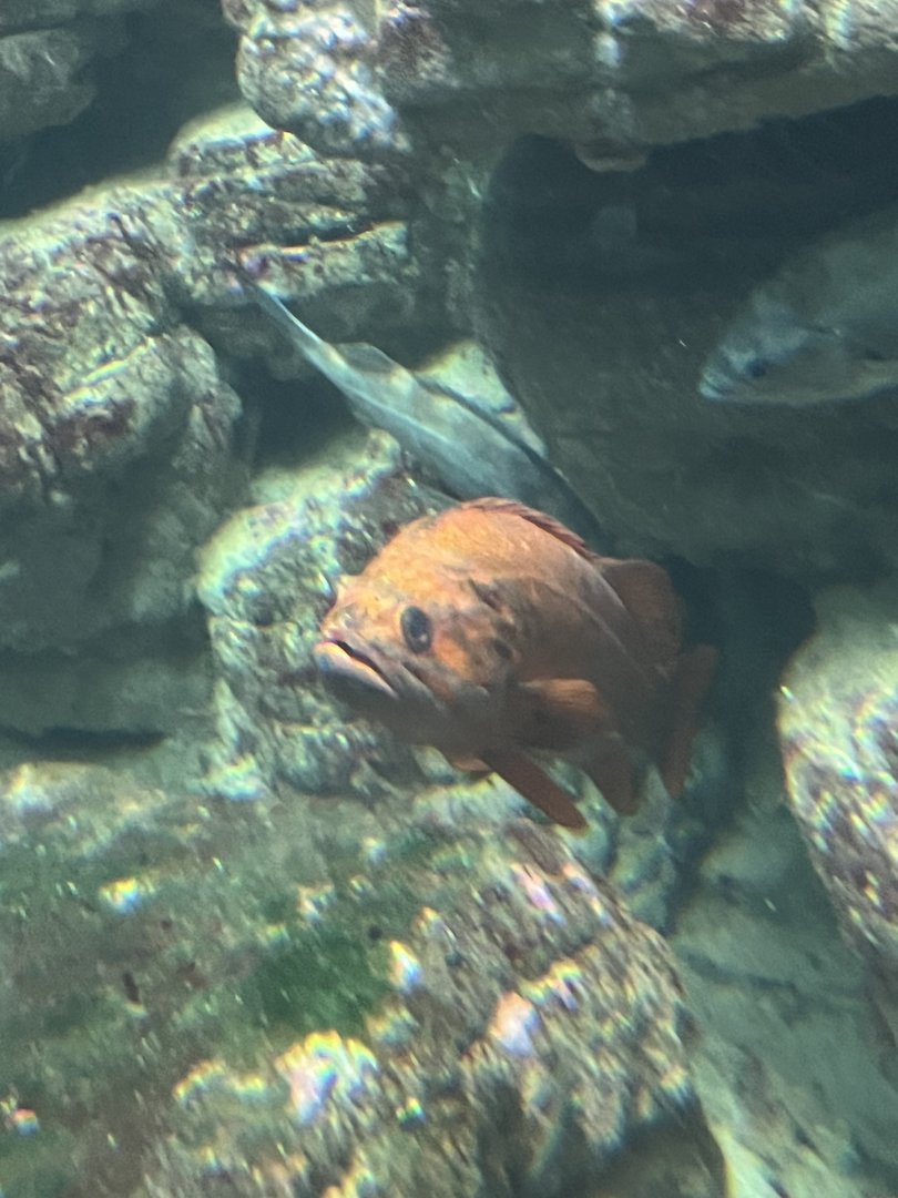 Rockfish ID?