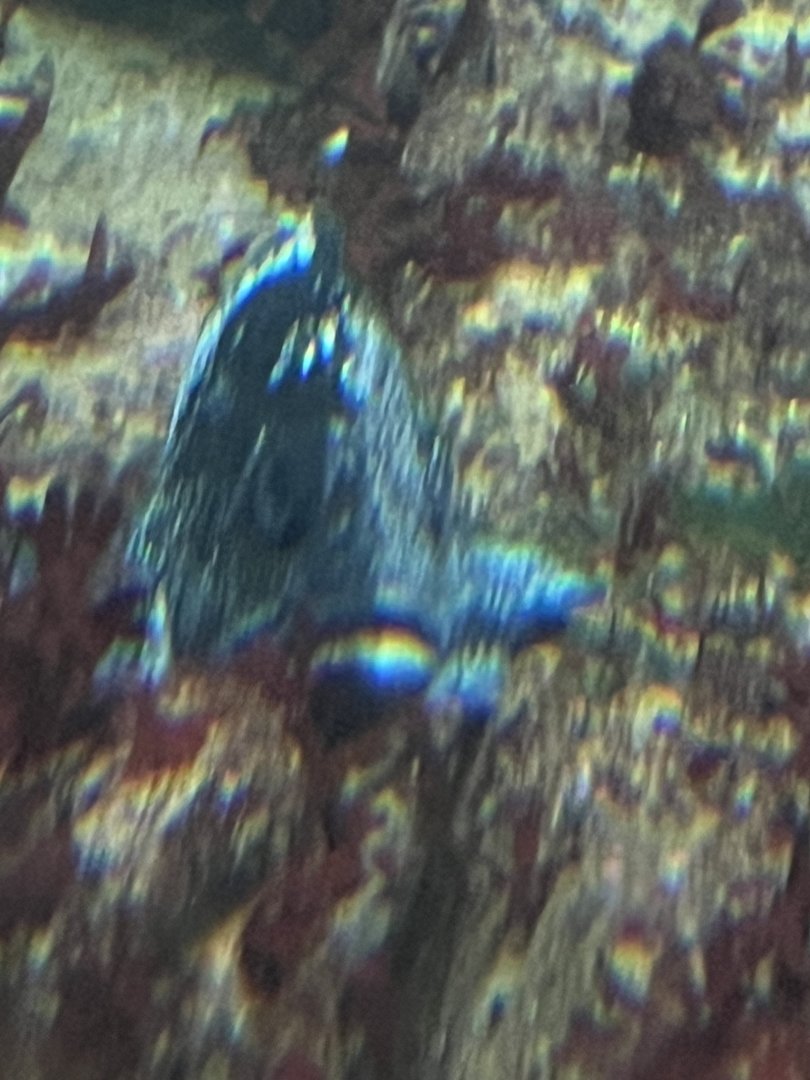 Rockfish ID?