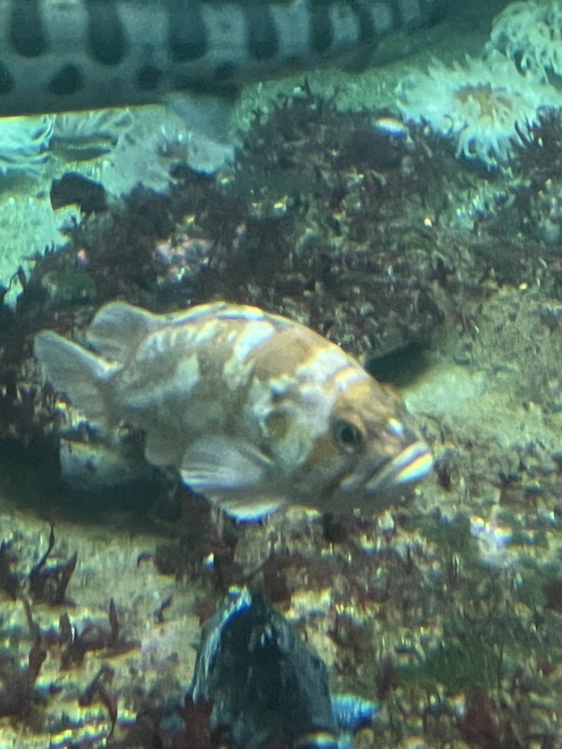 Rockfish ID?